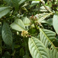 Psychotria gardneri Hook.f.